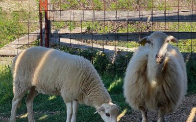 Spring Escape to Krk: Awakening of Nature & Perfect Peace